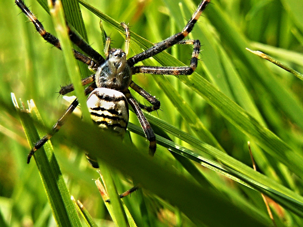 spider crusader striped free photo