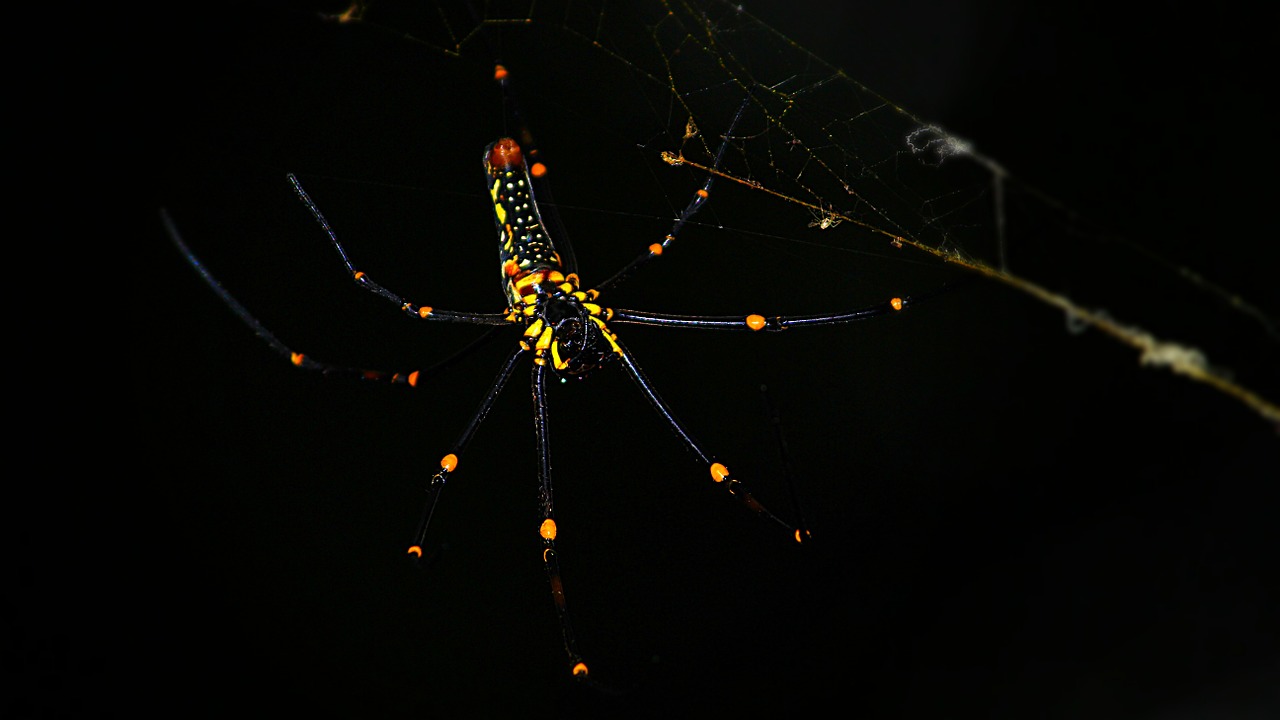 spider black yellow free photo