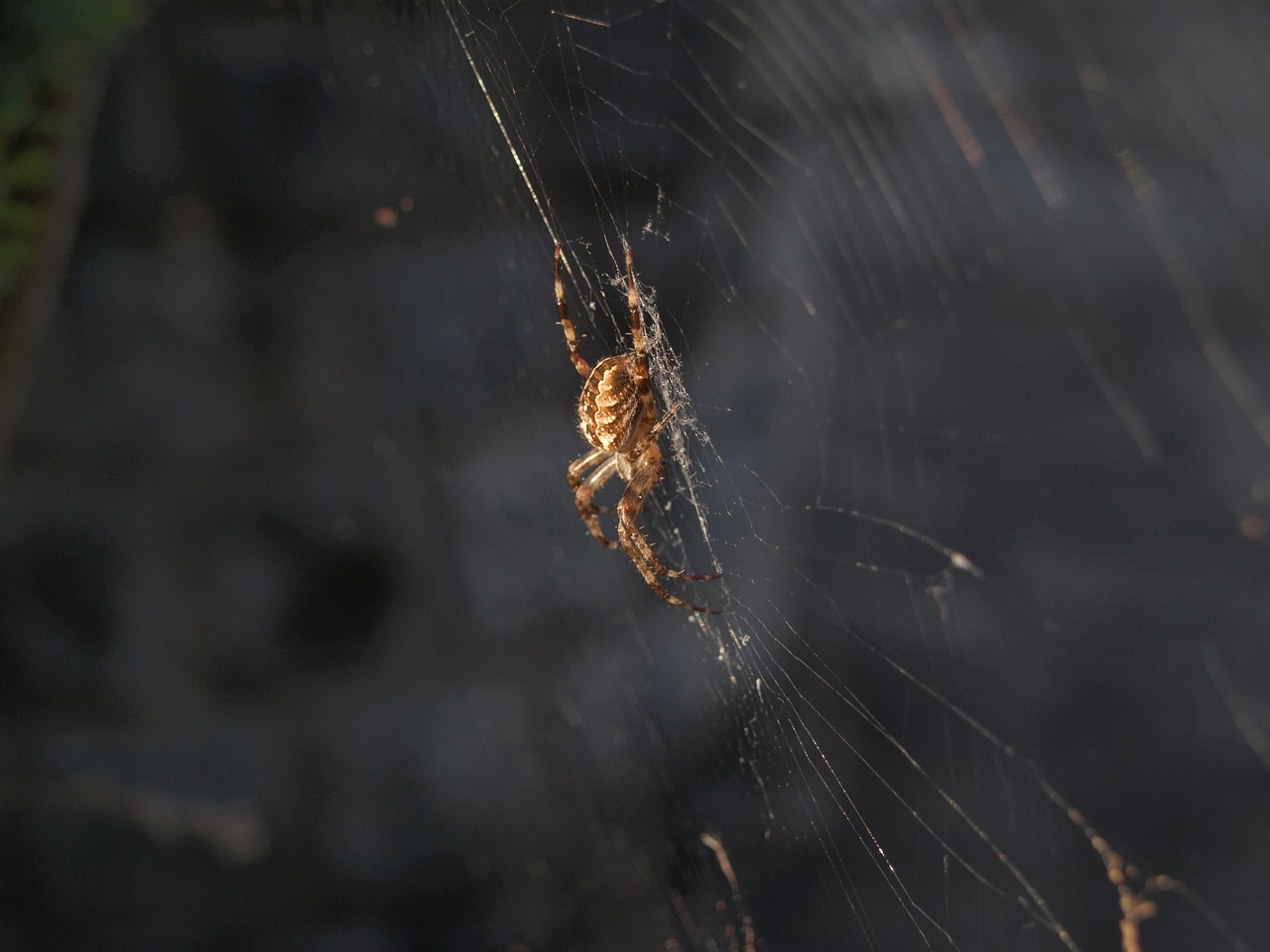 spider arachnophobia creepy free photo
