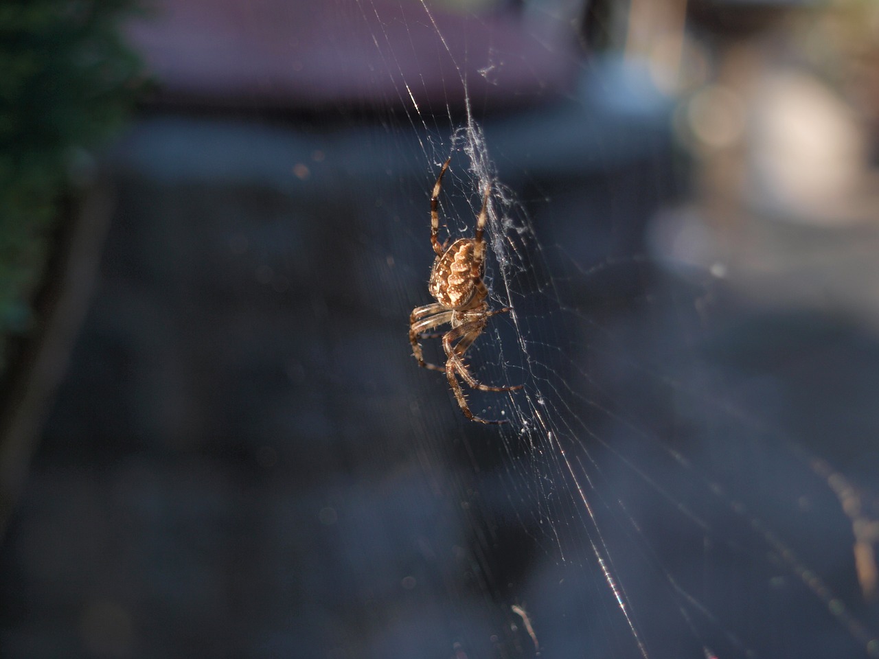 spider cobweb insect free photo