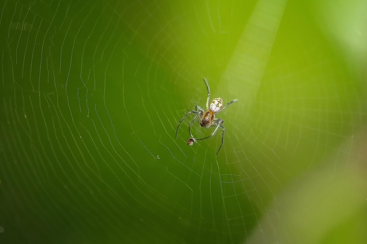 spider macro animal free photo