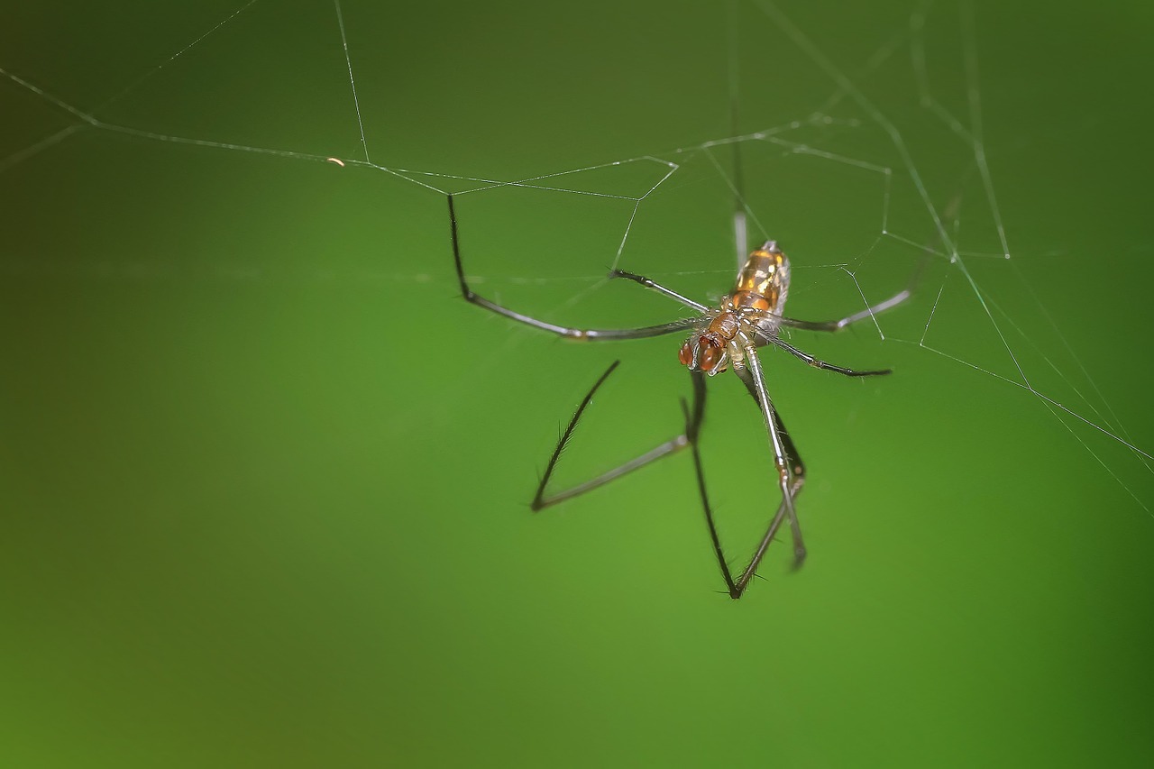 spider insect macro free photo