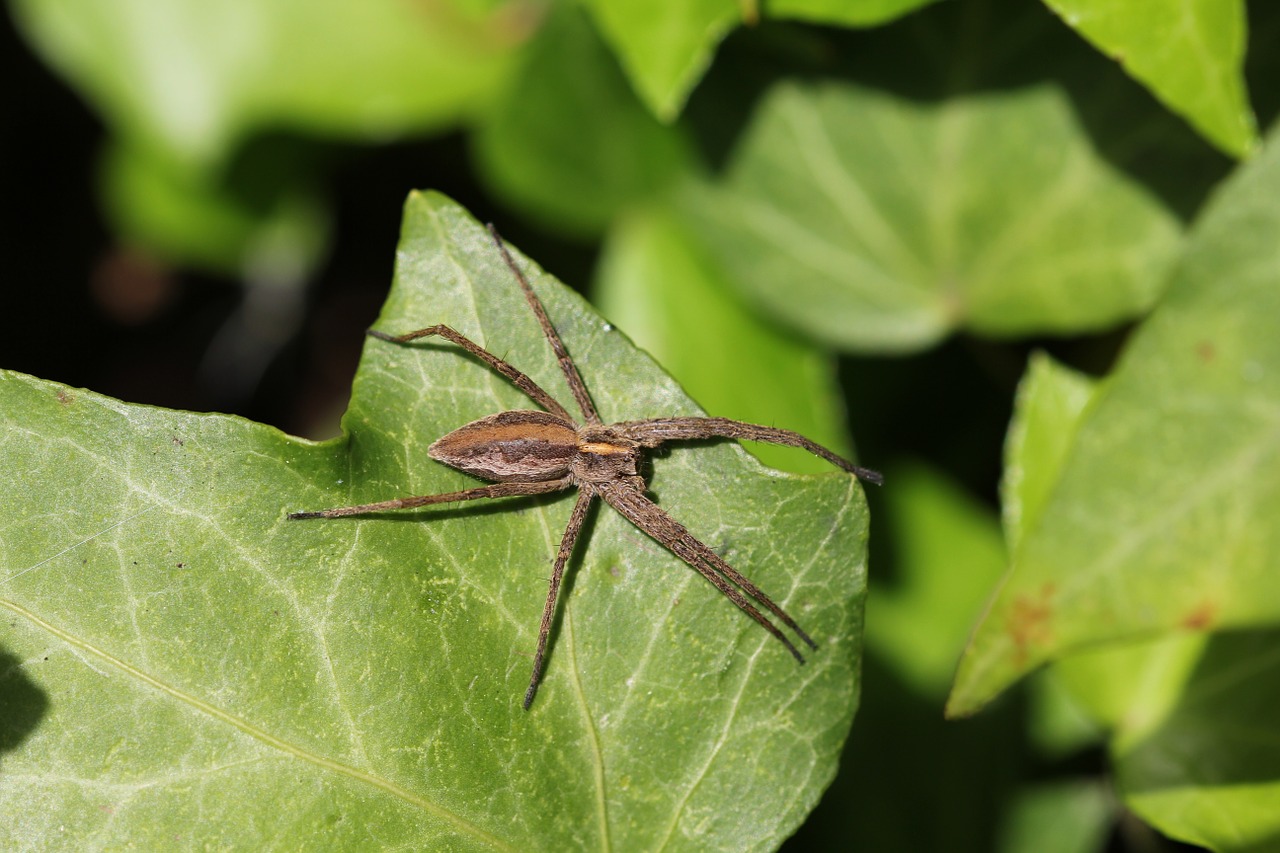 spider insect food free photo