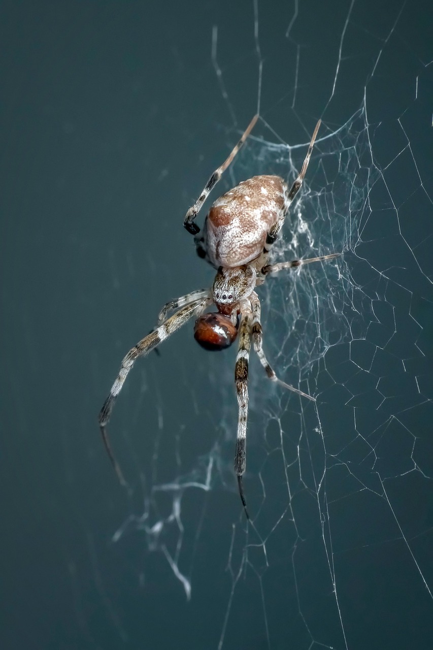 spider insect macro free photo