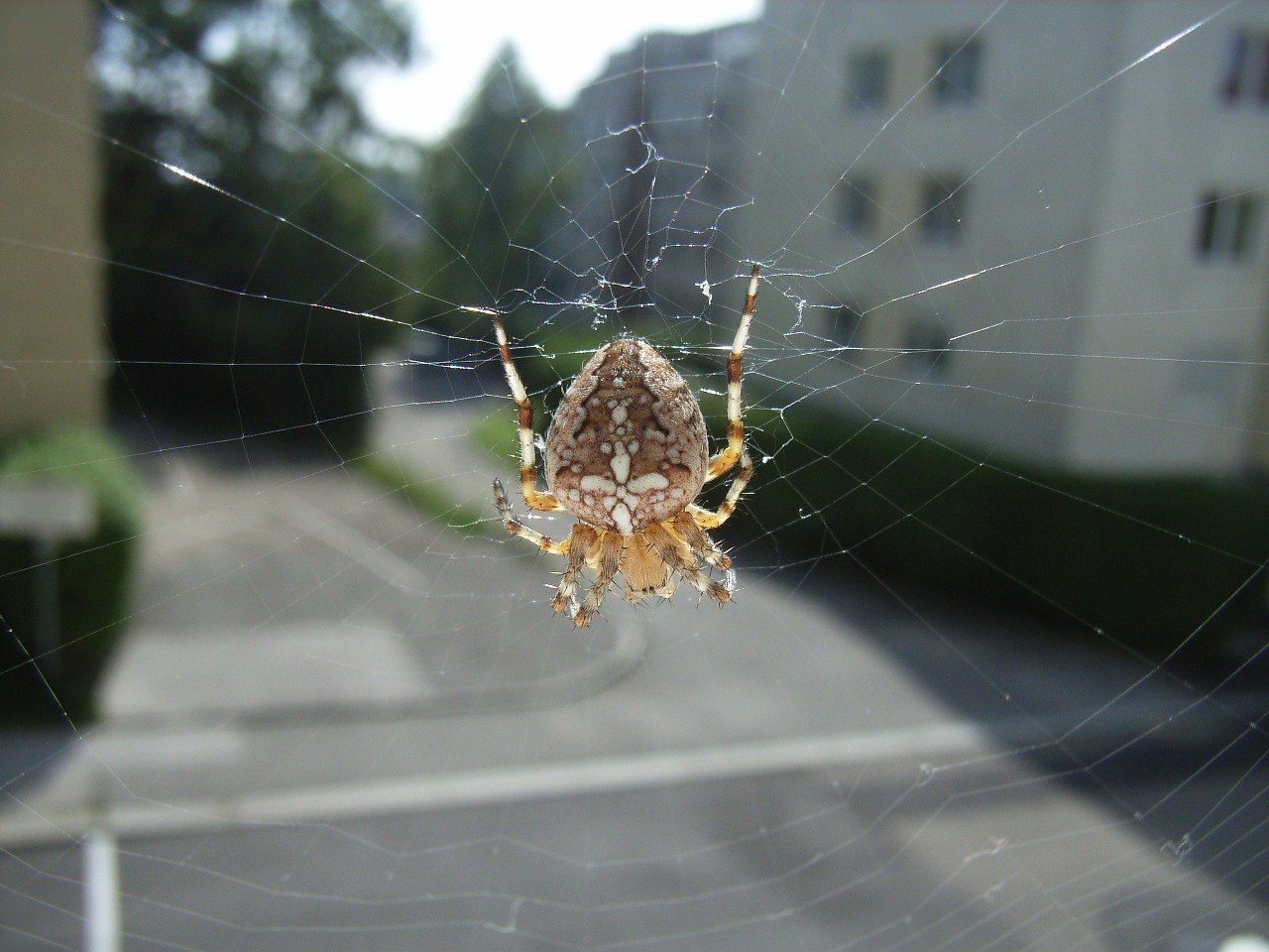 spider cobweb animal free photo