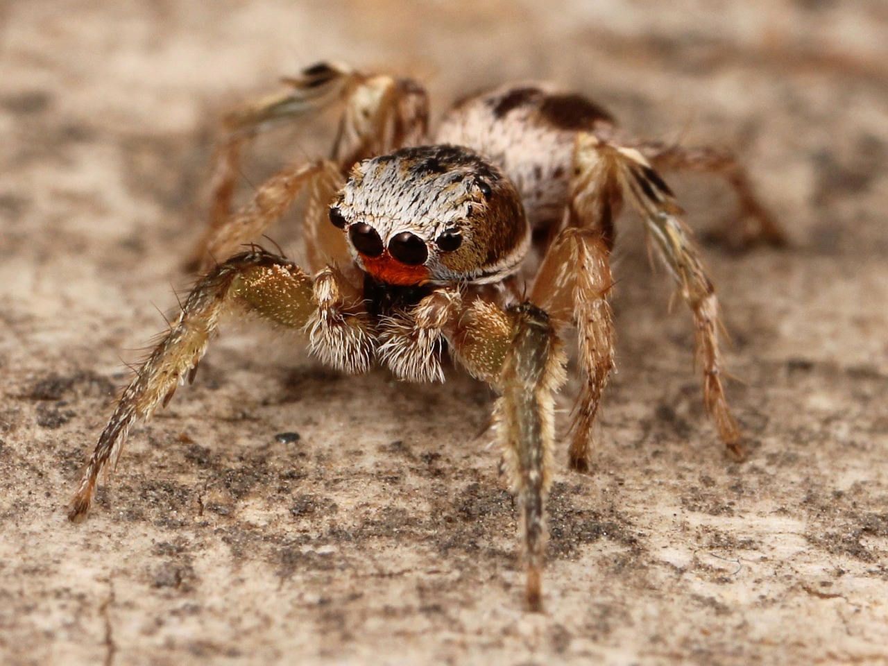 spider insect kaldari habronattus free photo