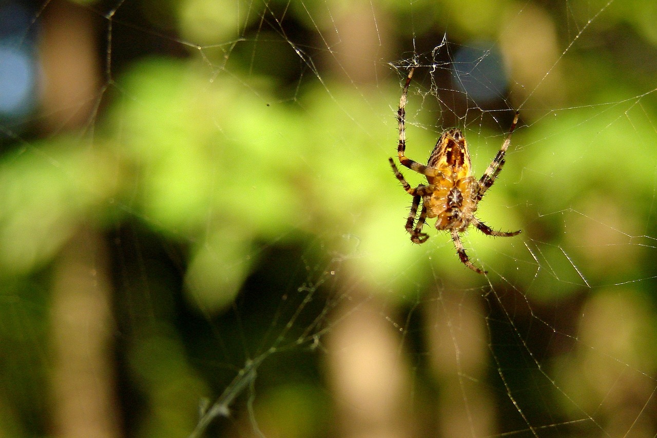 spider spider web web free photo