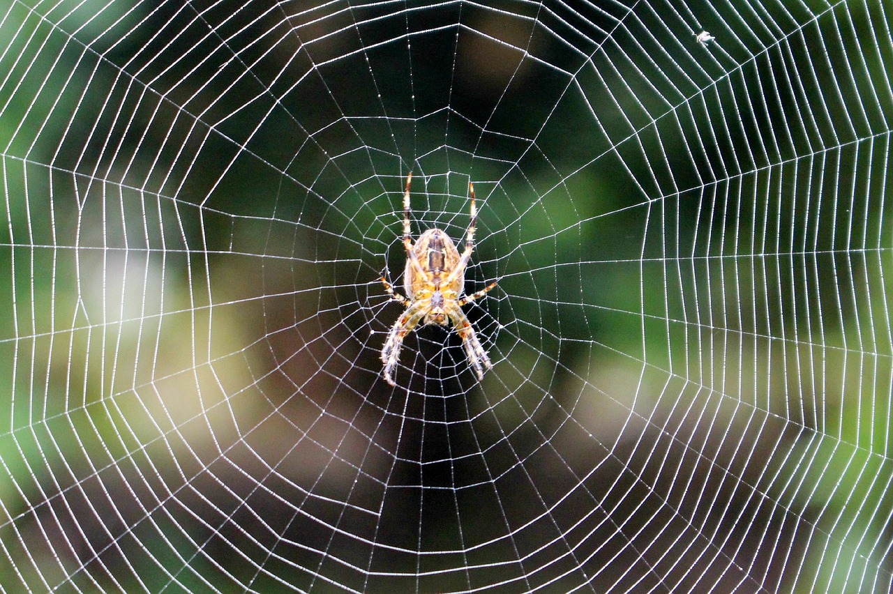 spider web spider web free photo