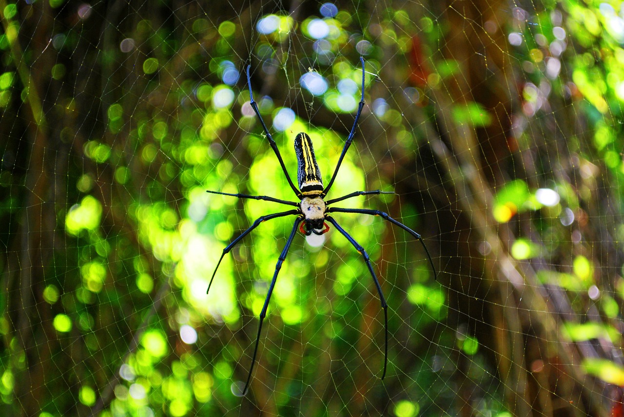 spider web spider web free photo