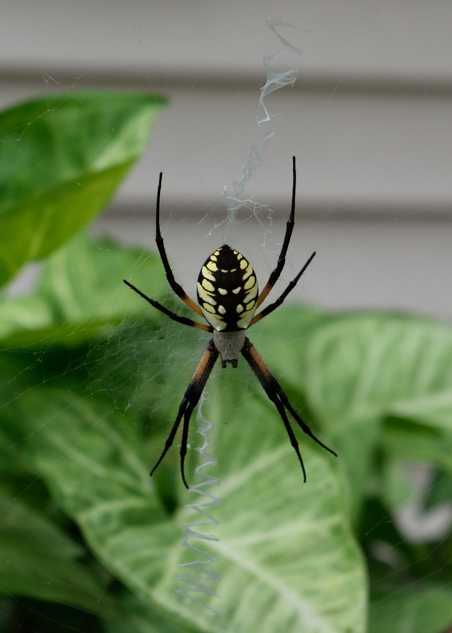 spider garden web free photo