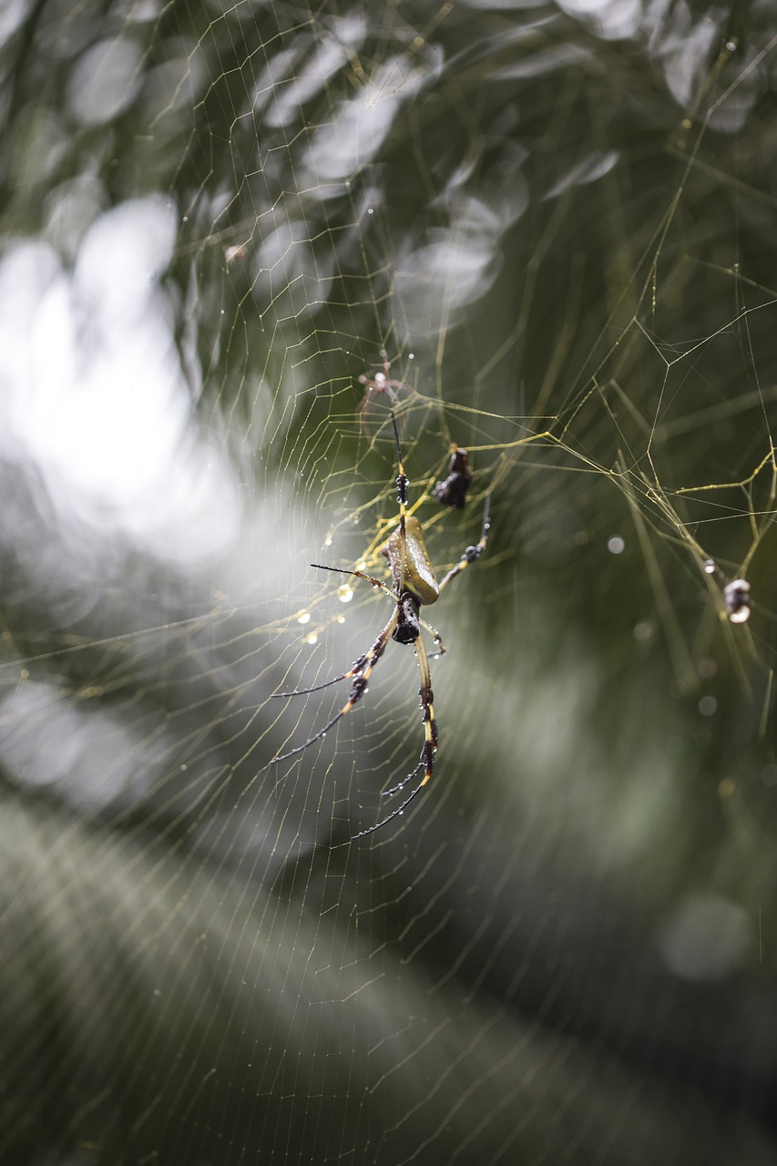 spider net tropical free photo