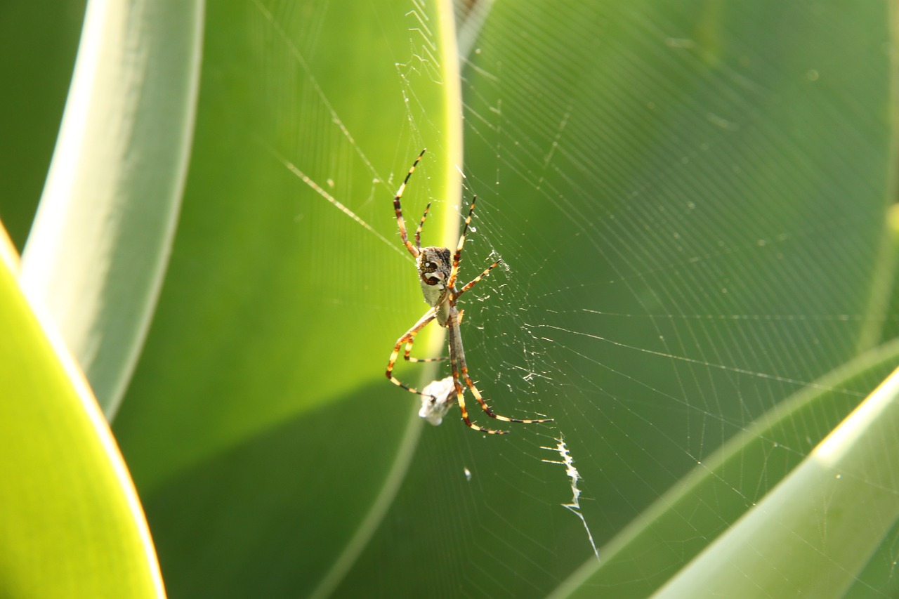 spider web cobweb free photo