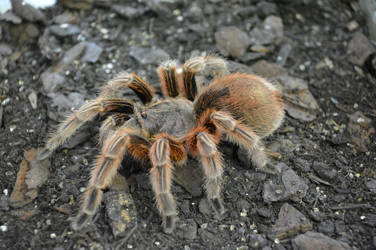 spider tarantula hairy free photo