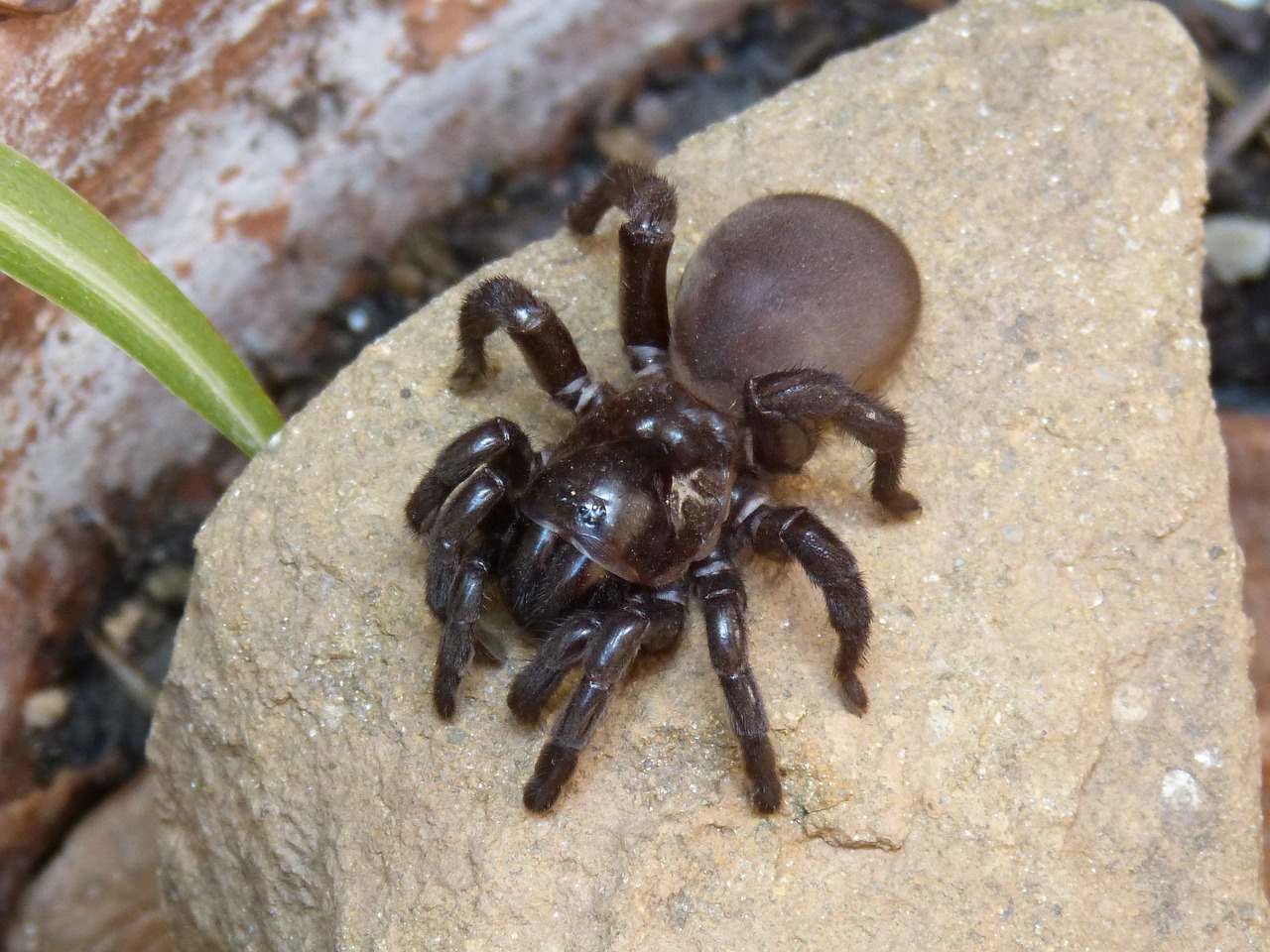 spider tarantula arachnid free photo