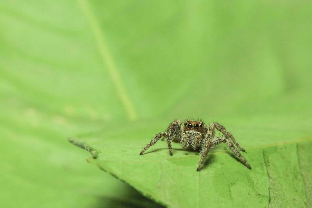 spider green nature free photo