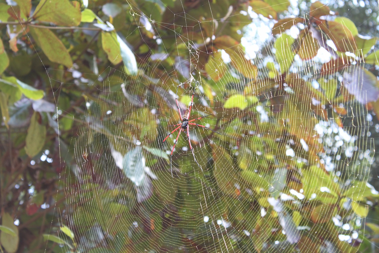 spider asia cobweb free photo