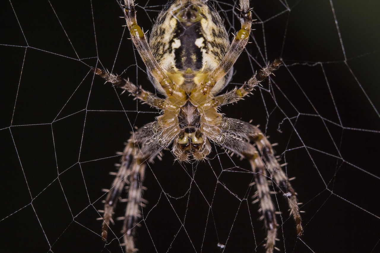 spider macro closeup free photo