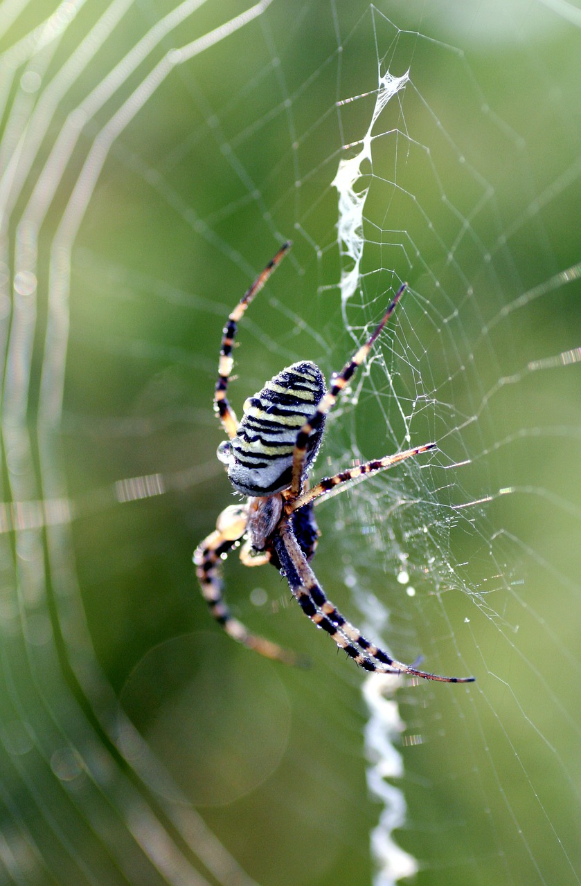 spider insect legs free photo