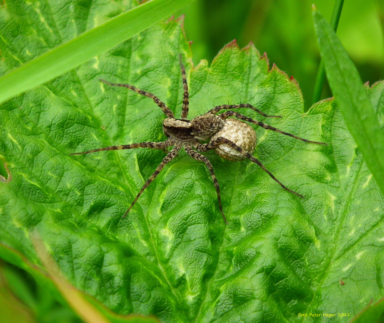 spiders spider spider free photo