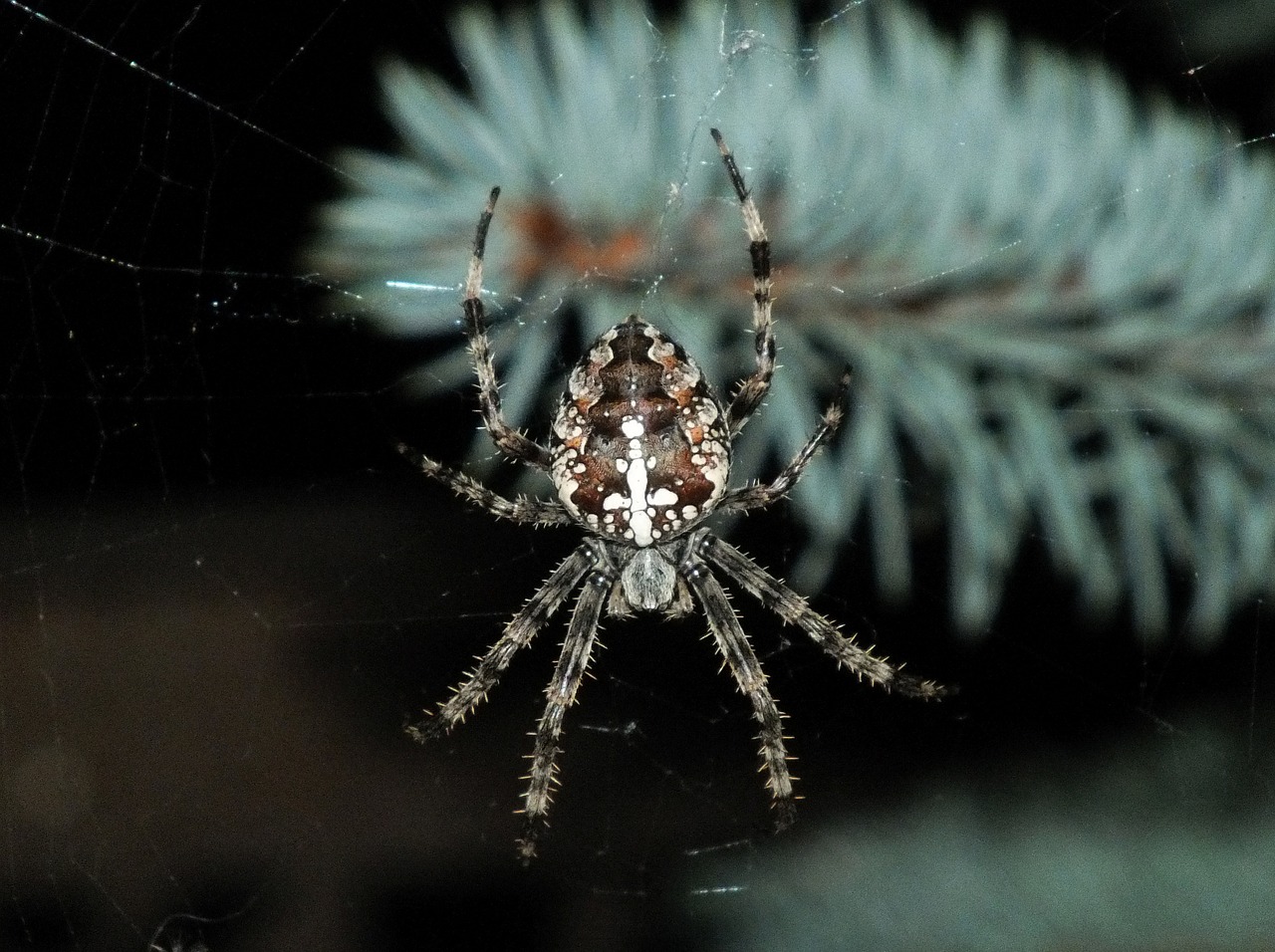 spider araneus nature free photo