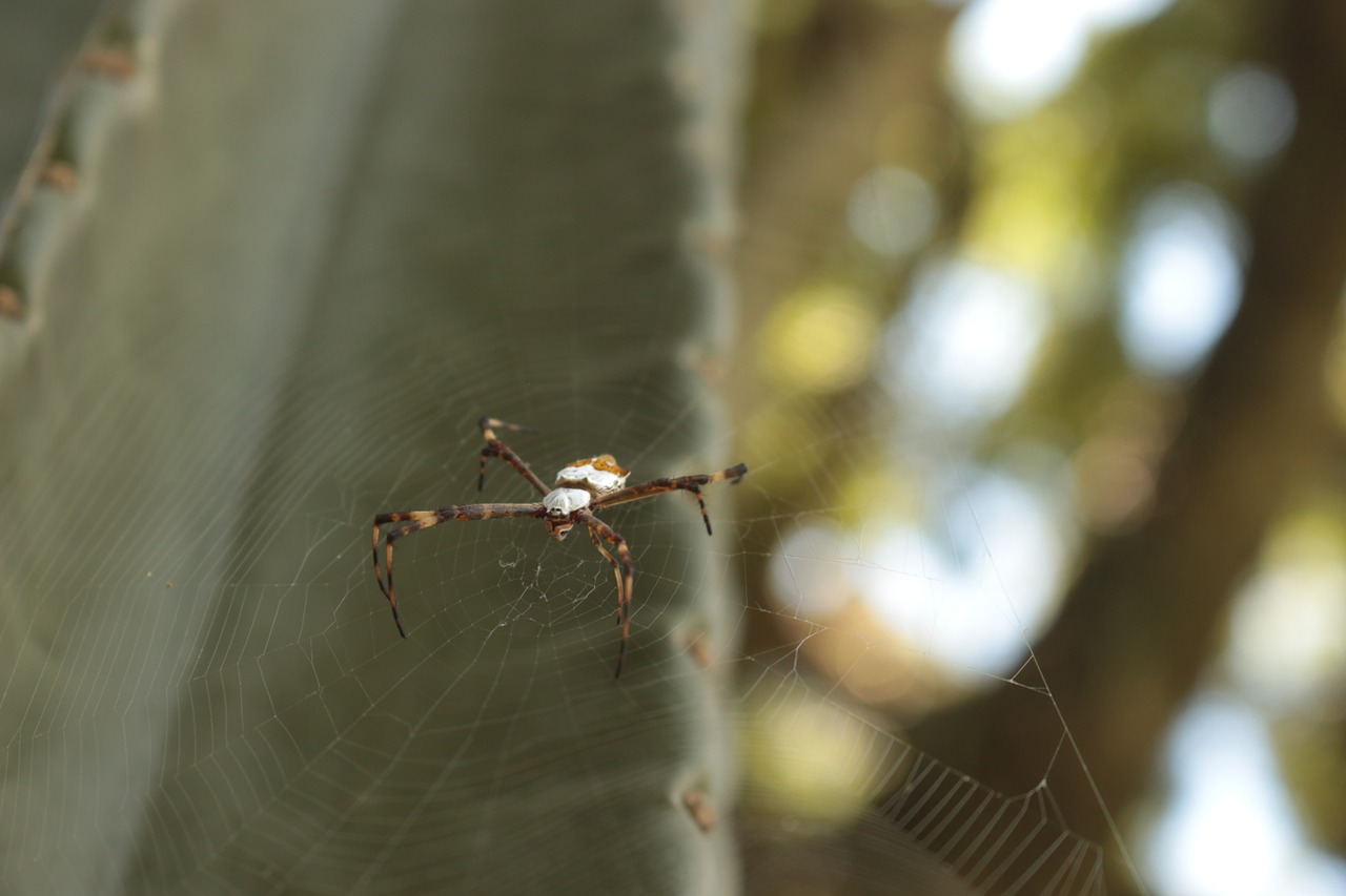 spider arachnid web free photo