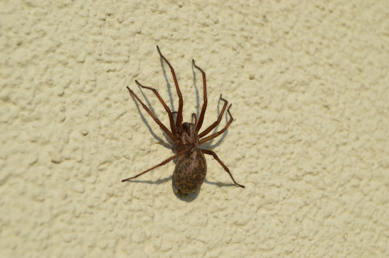 spider insect arachnid free photo