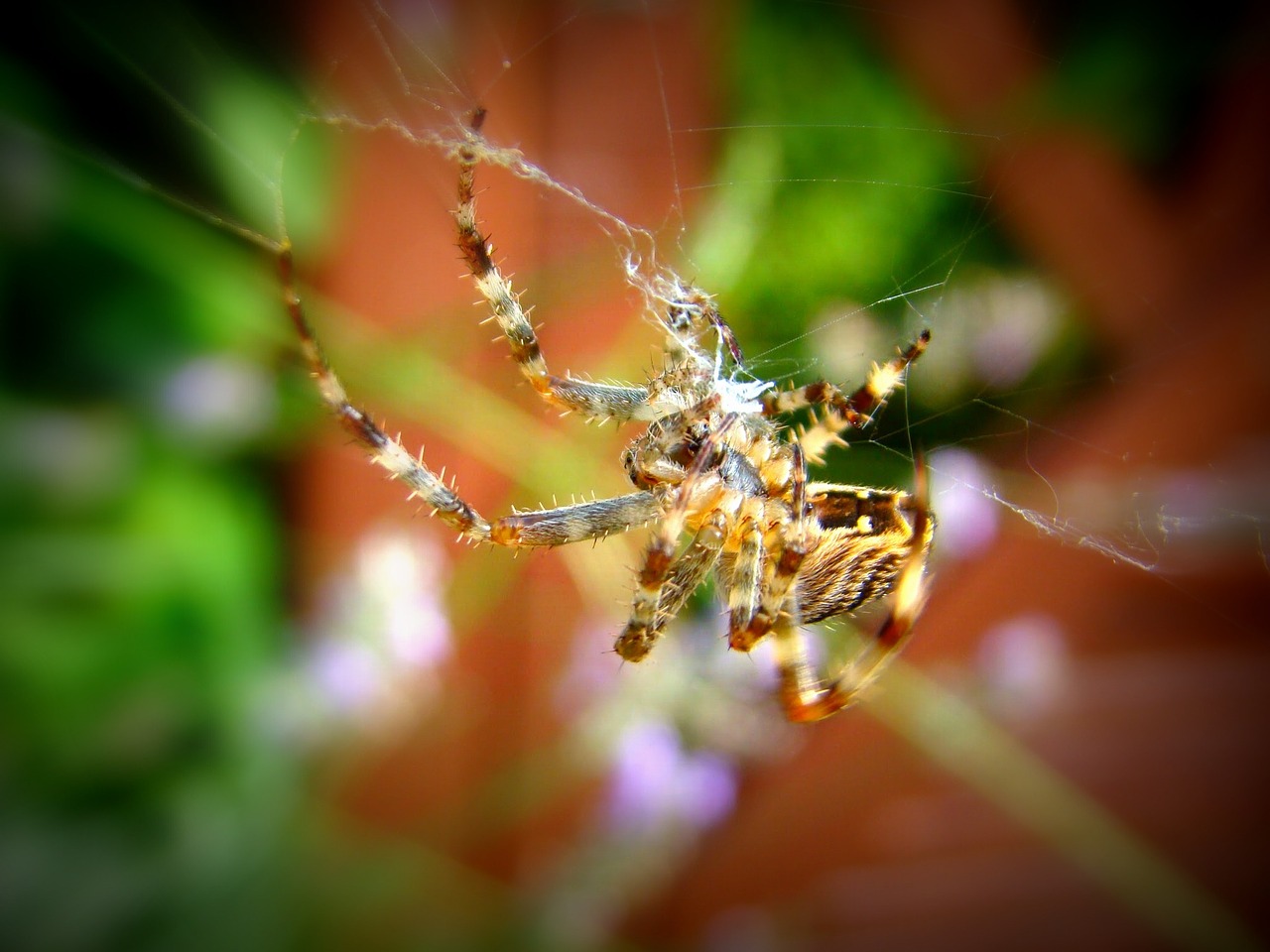 spider expect garden free photo