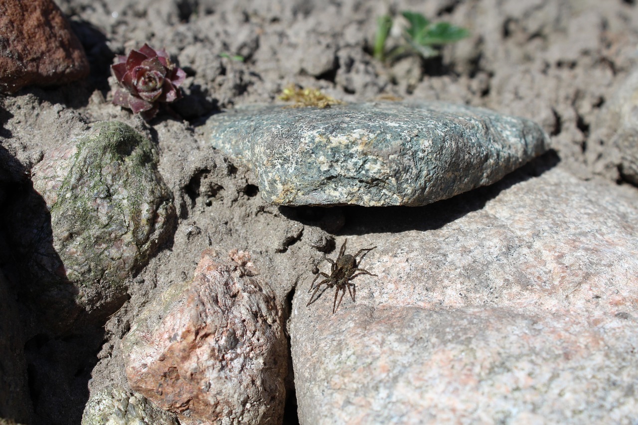 spider stone bed nature free photo