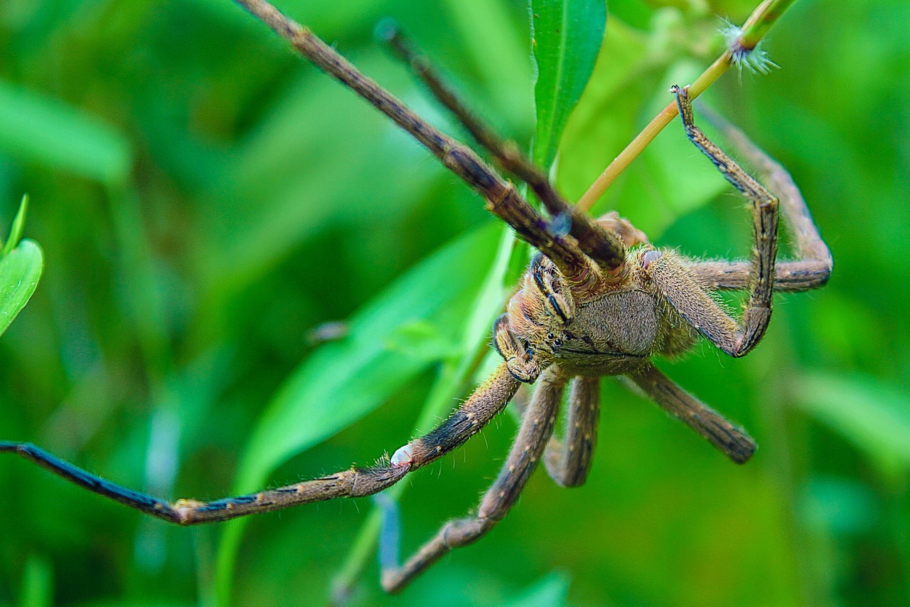 spider tarantula phobia free photo