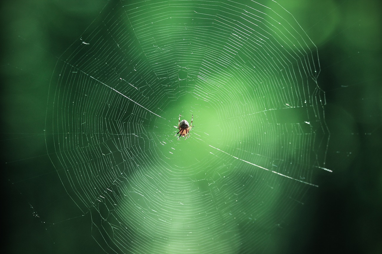 spider green network free photo