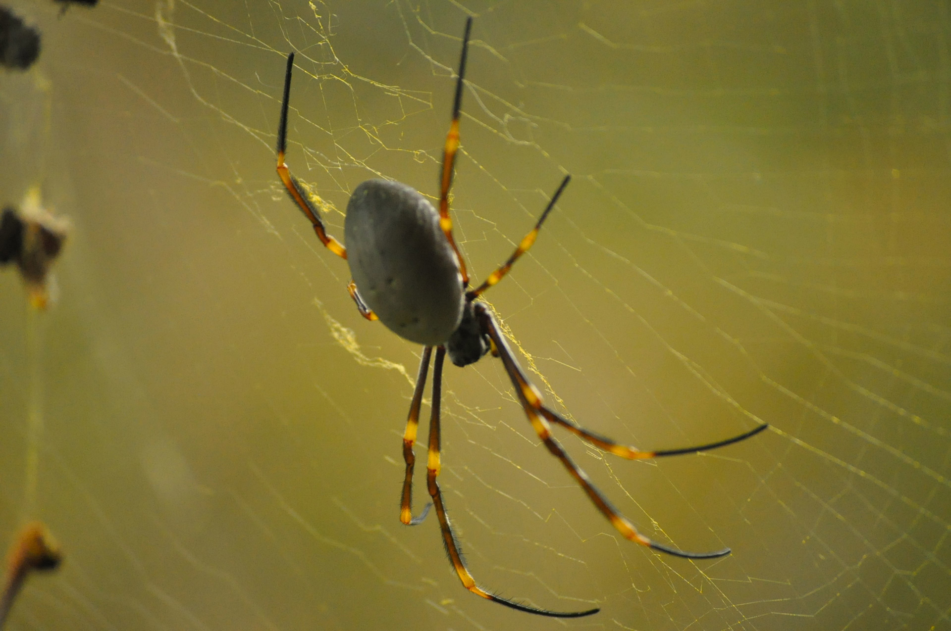 spider arachnid creepy crawly free photo