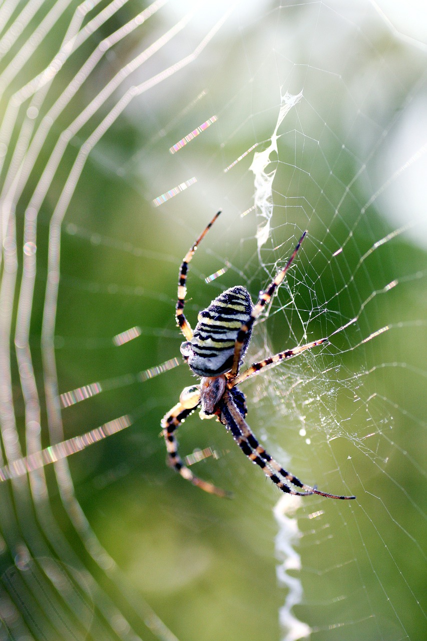 spider insect canvas free photo