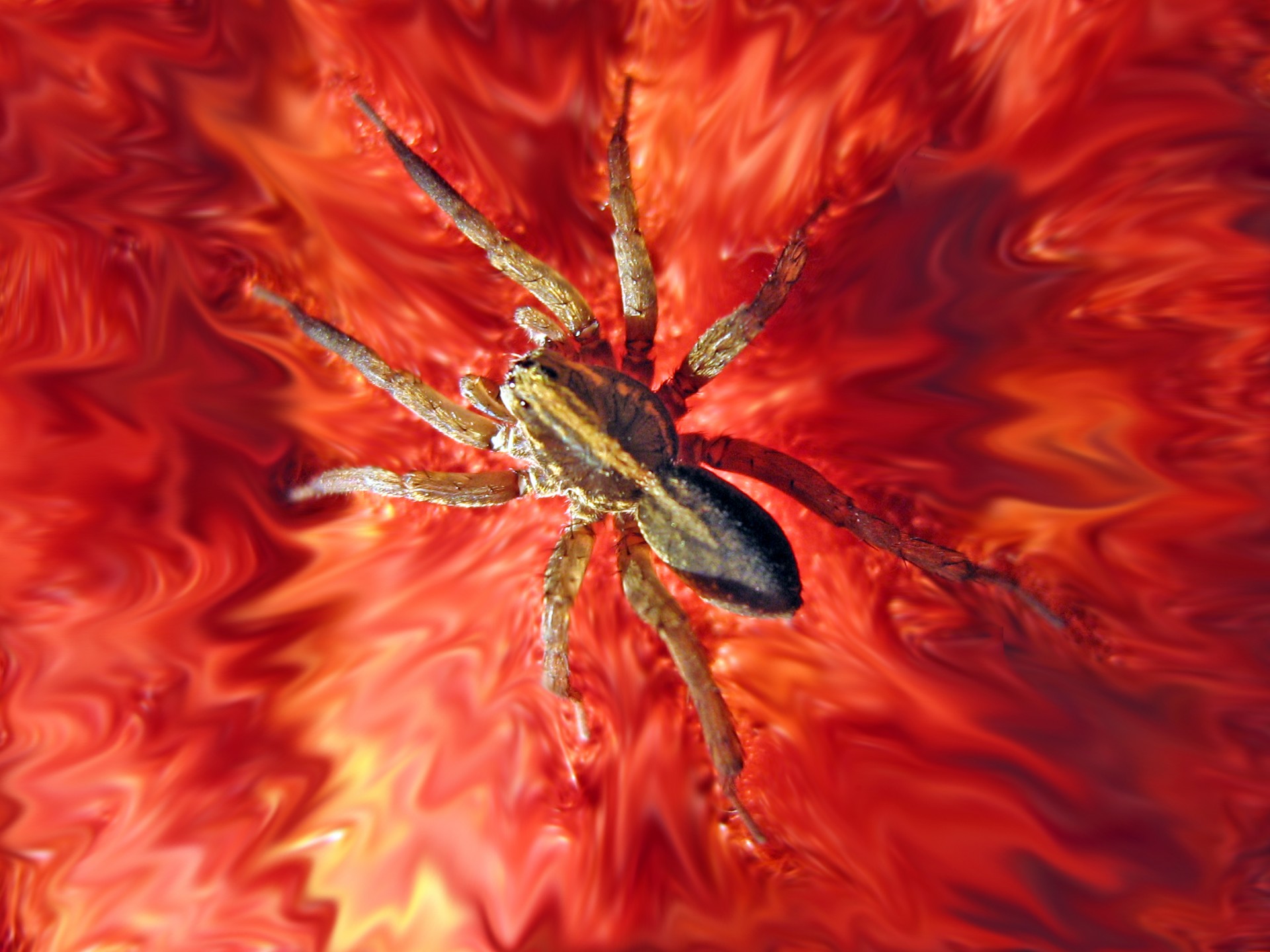 spider insect arthropod free photo