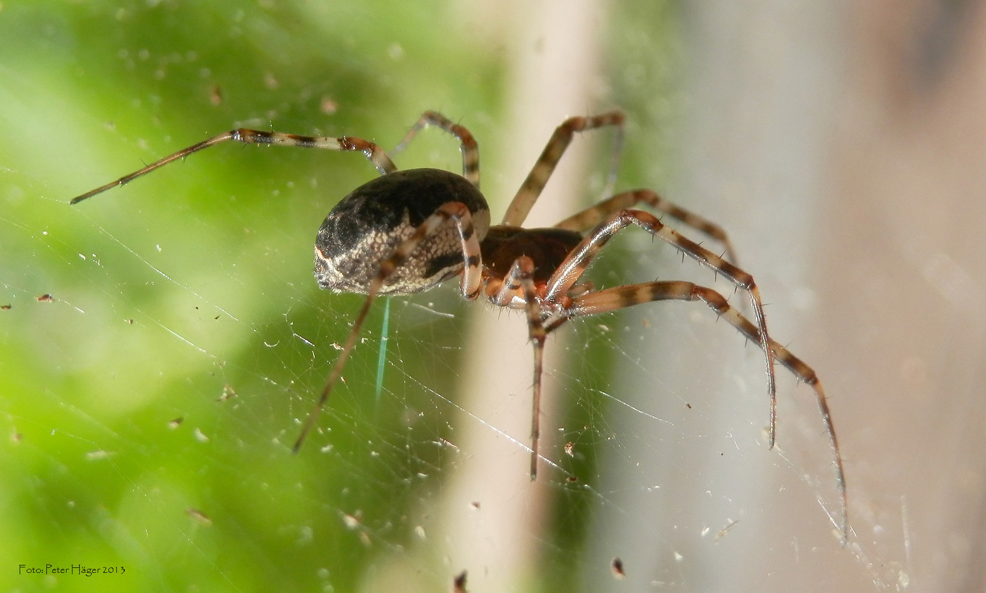 spider spiders spider web free photo