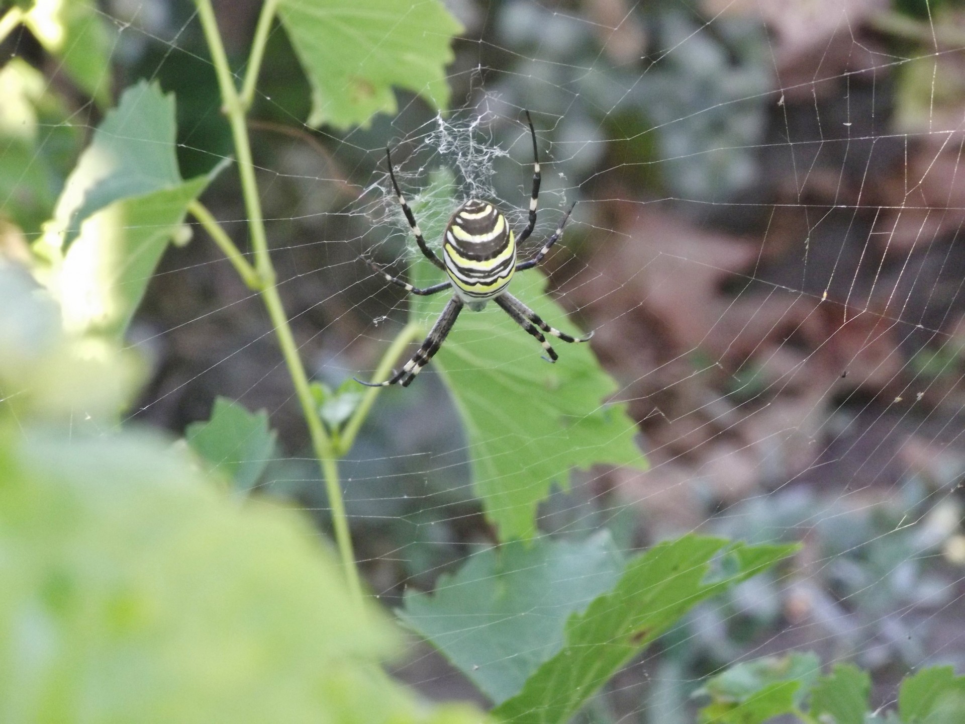 spider macro spider free photo