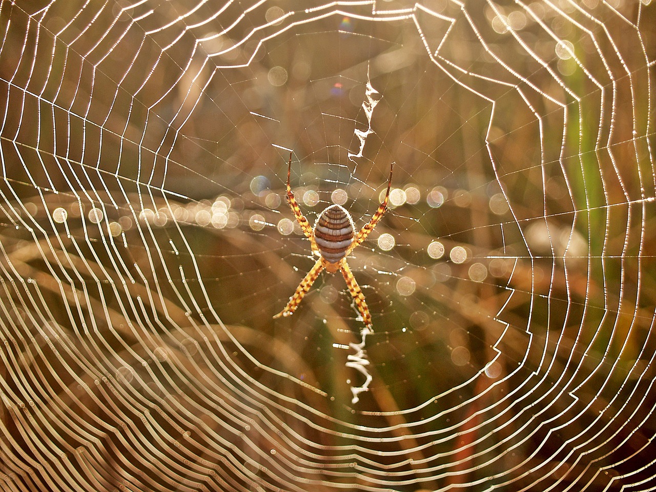 spider web dew free photo