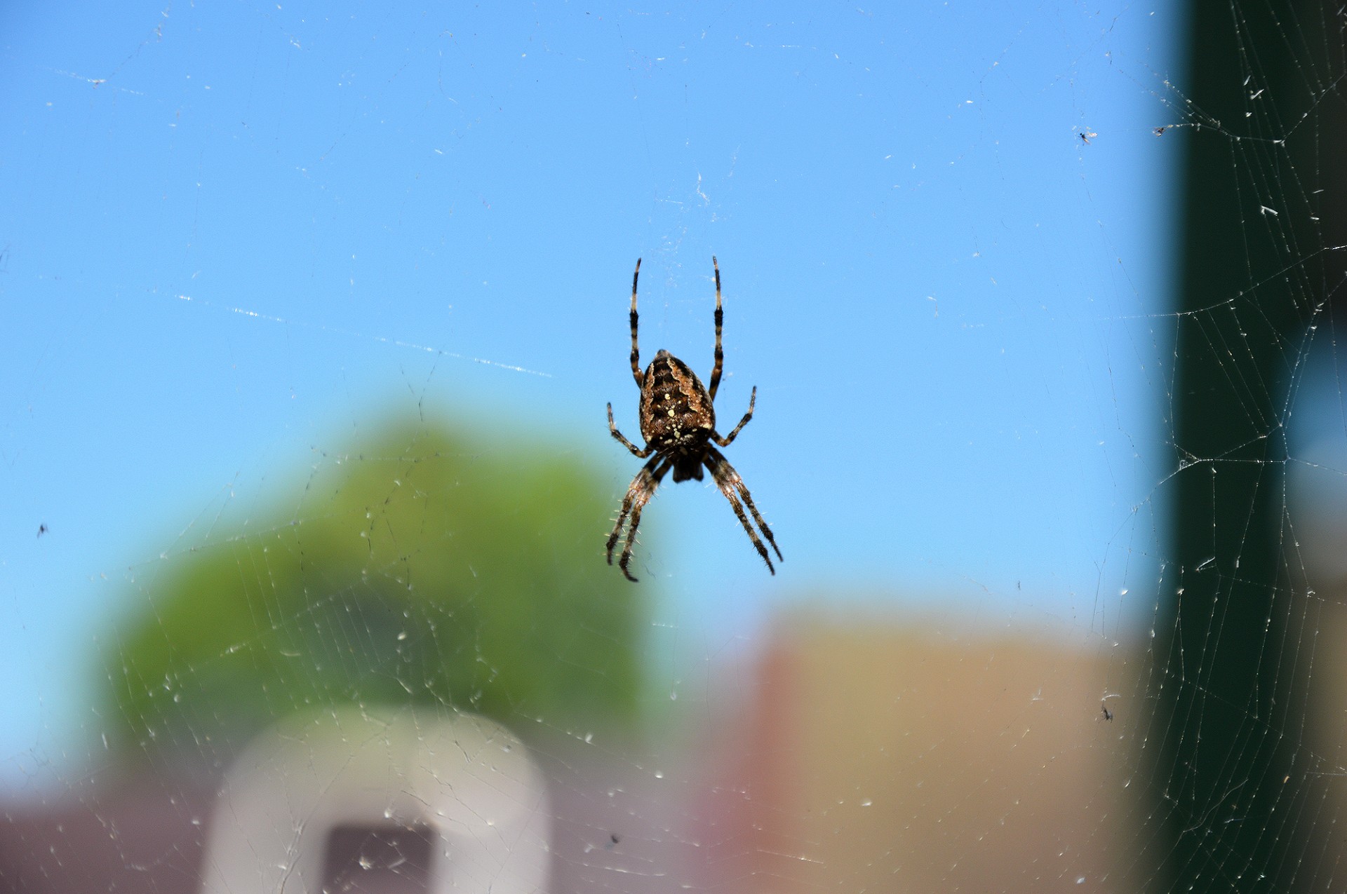 spider web nature free photo