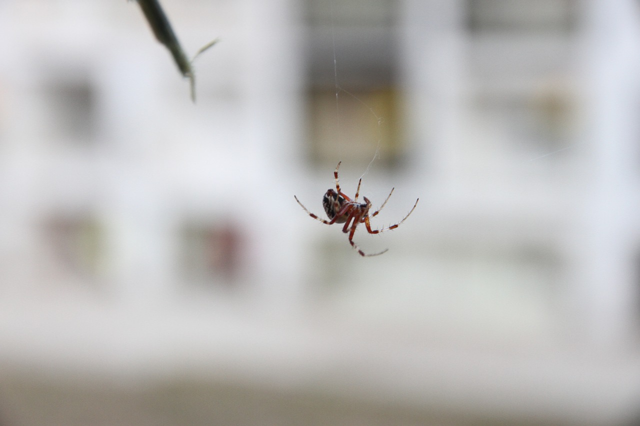 spider arachnids predator free photo