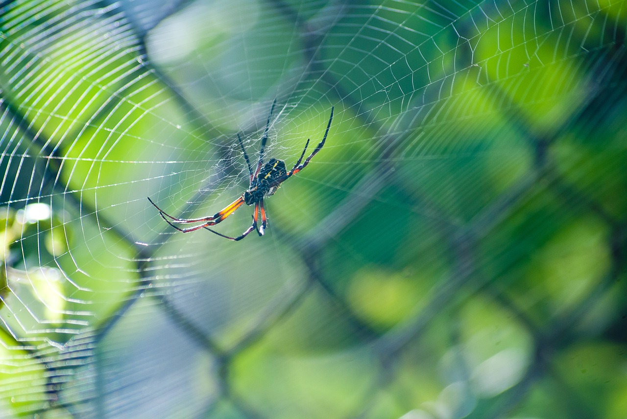 spider green web free photo