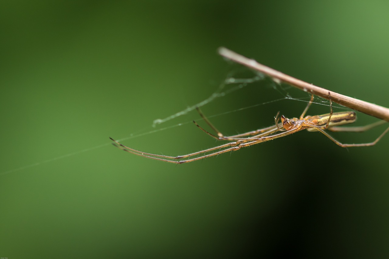 spider monster insect free photo