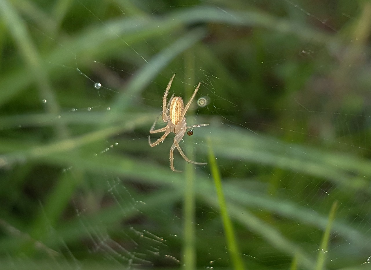 spider field orbweaver web free photo