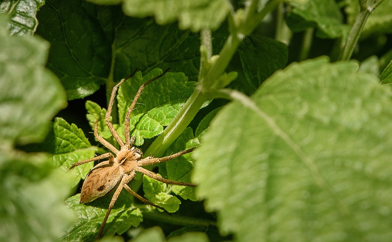 spider insect arachnid free photo