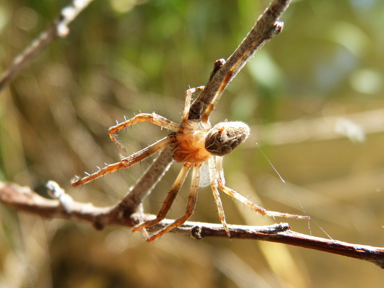 spider detail branch free photo