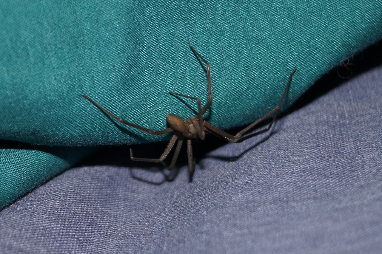 spider pest brown recluse free photo