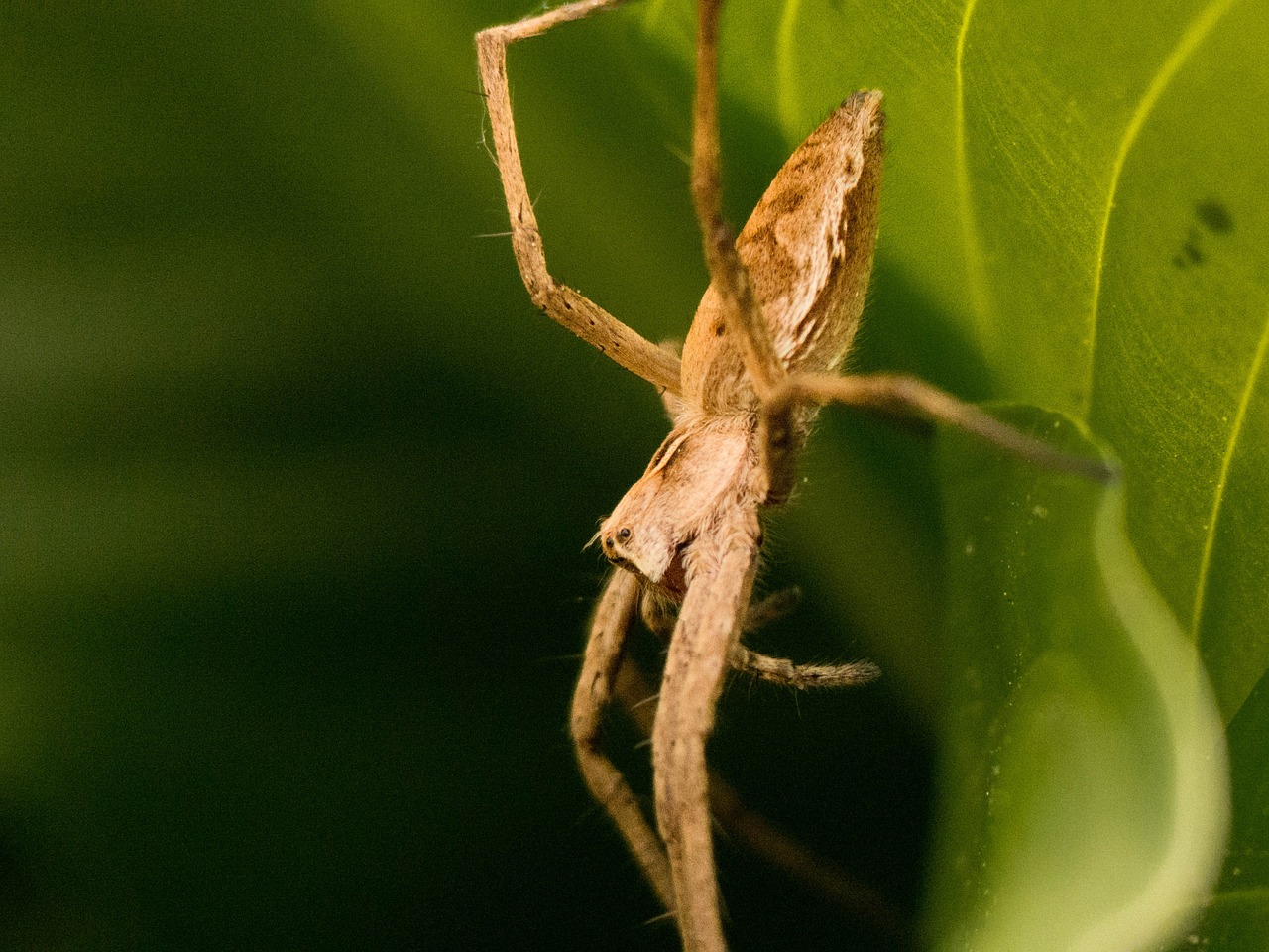 spider garden nature free photo