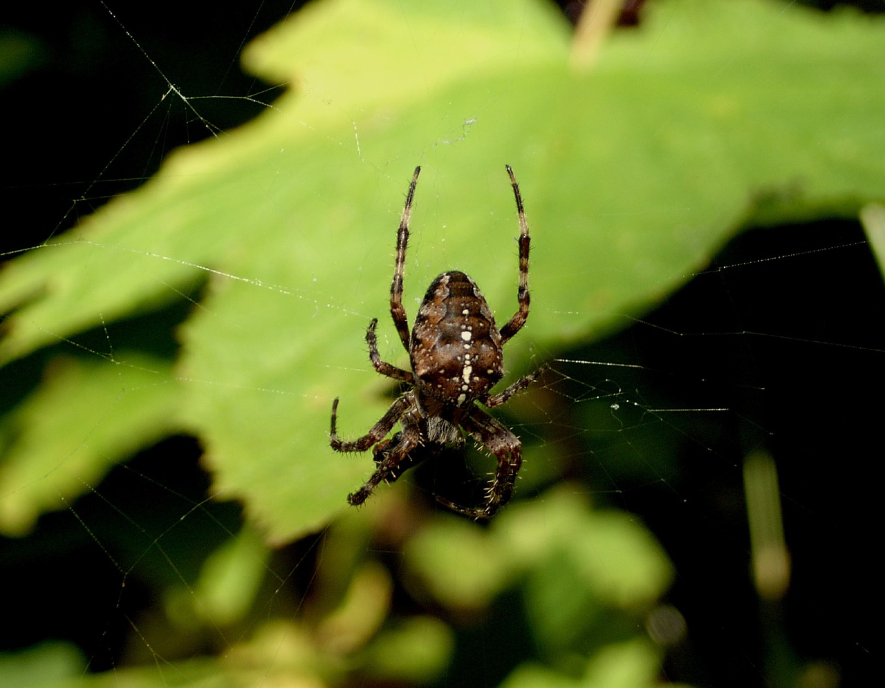 spider web spider web free photo