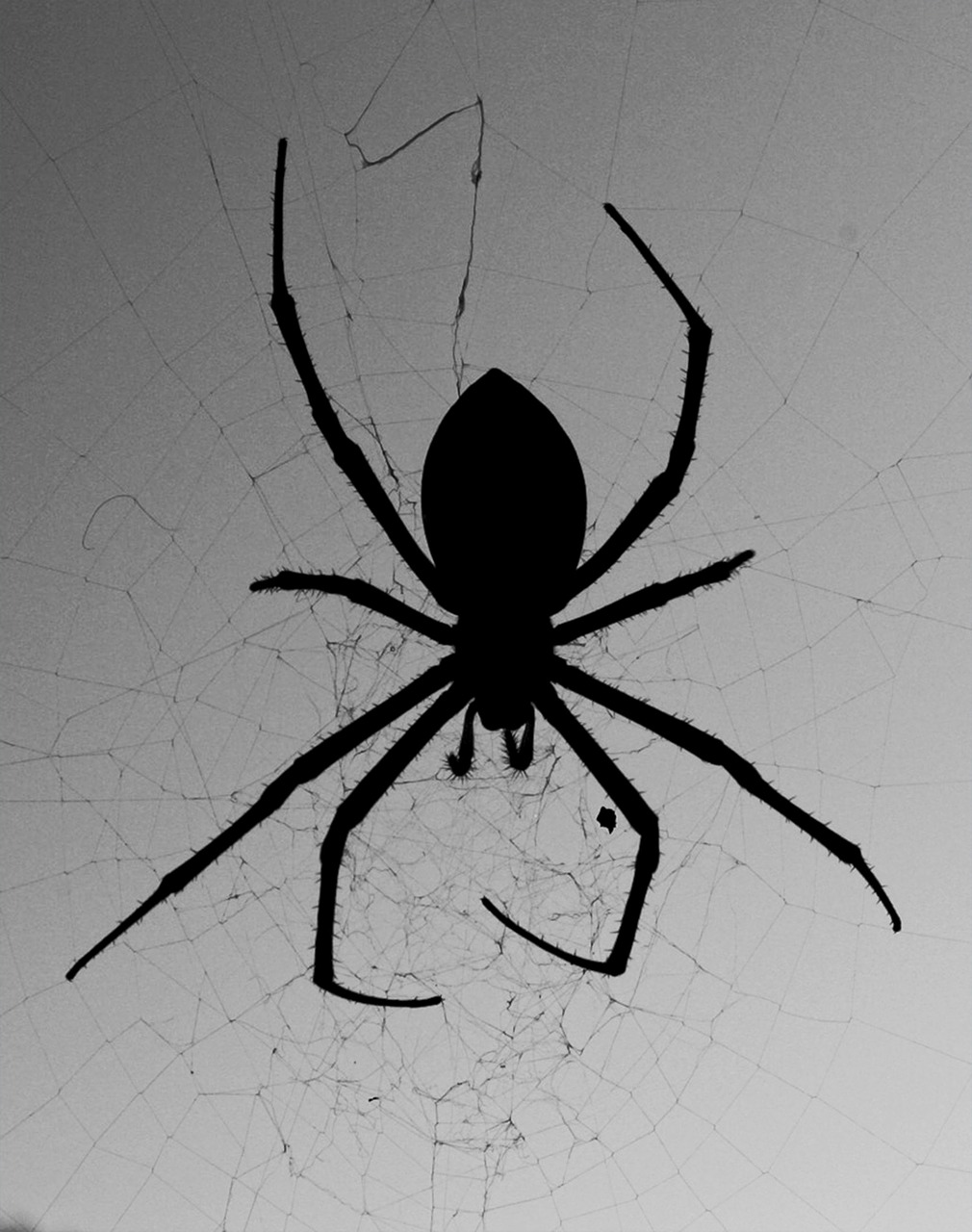 spider web silhouette free photo