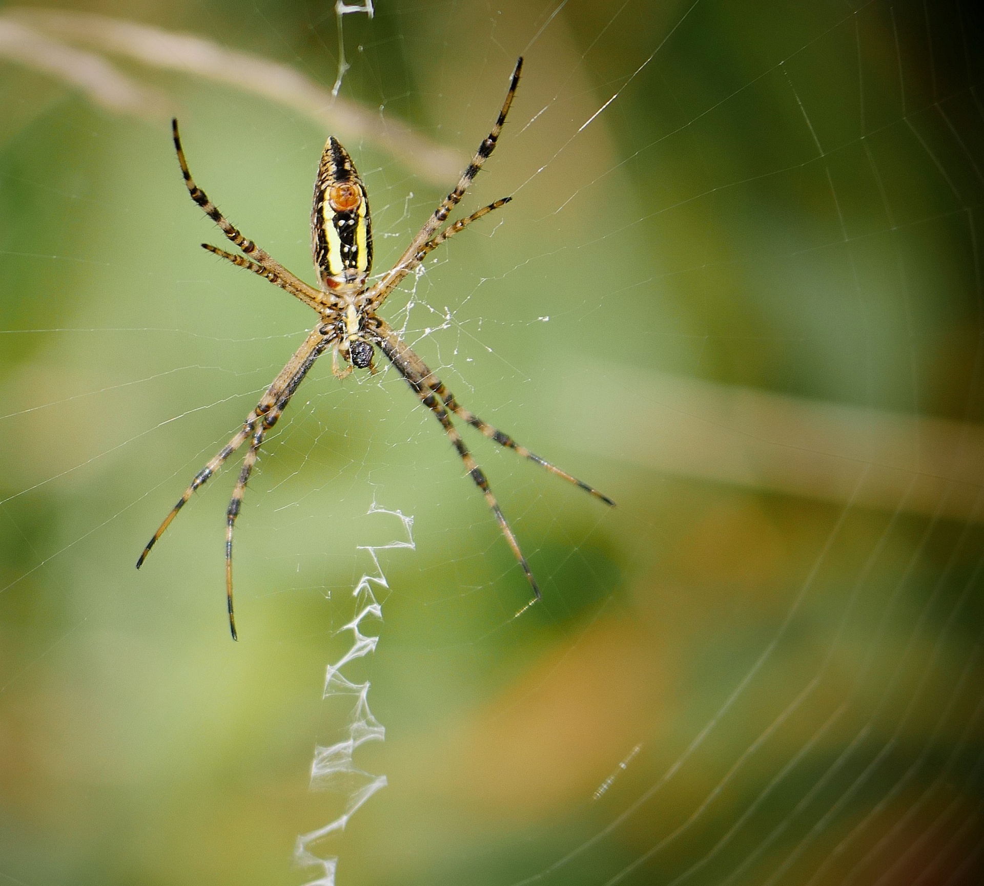 spider garden yellow free photo