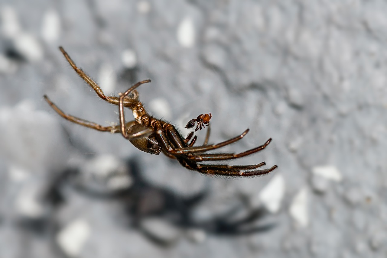 spider ant prey free photo
