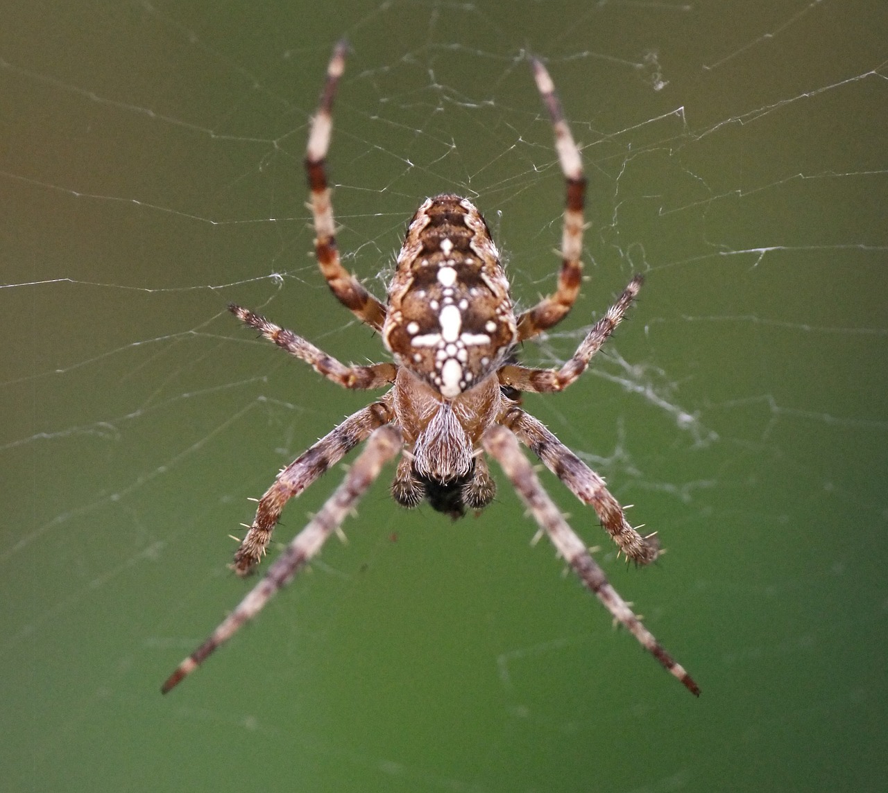 spider web macro free photo
